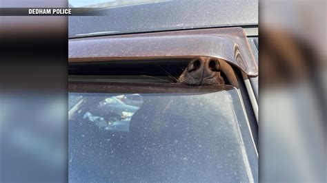 Local police remind pet owners not to leave animals in hot cars as warmer weather arrives